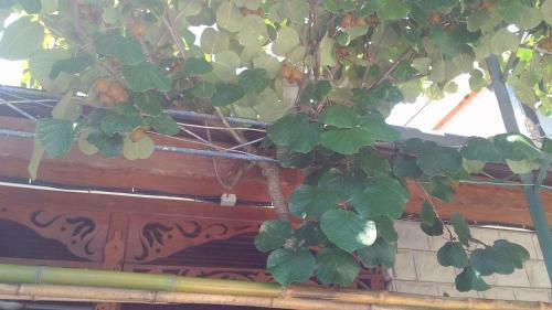 Posada Guest House U Natalyi