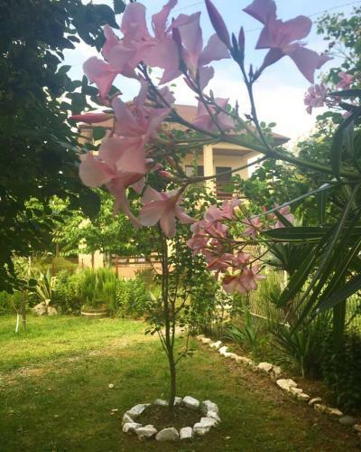 Hostal Guest House Mimoza