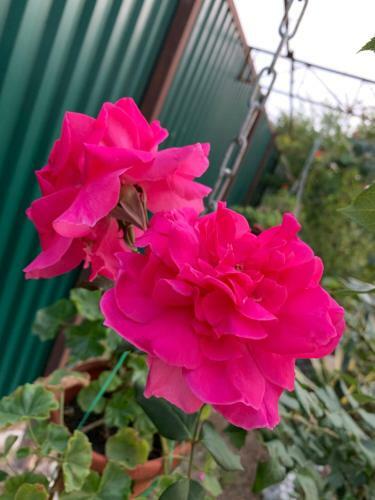 Hostal Guest House Mandarinhouse