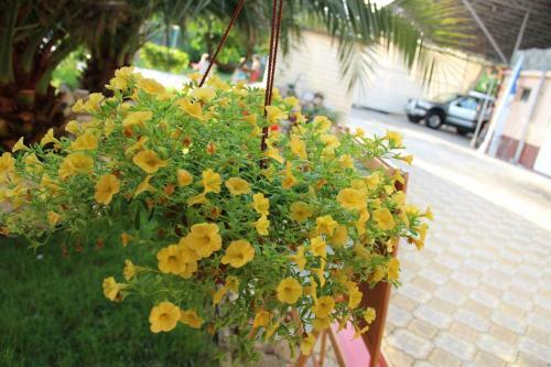 Hostal Guest House U Adama