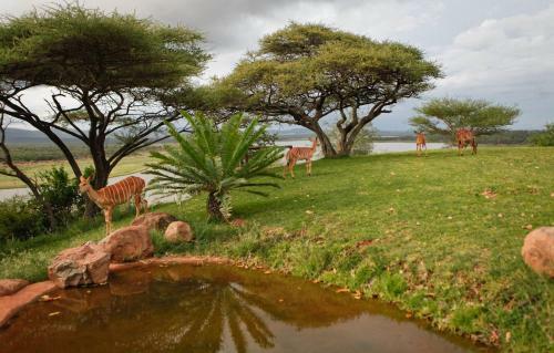 Nkwazi Lake Lodge