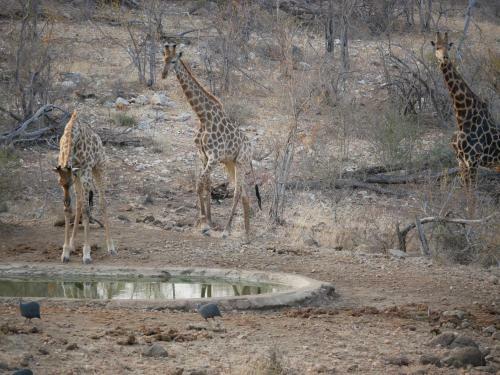 Mbizi Bush Lodge