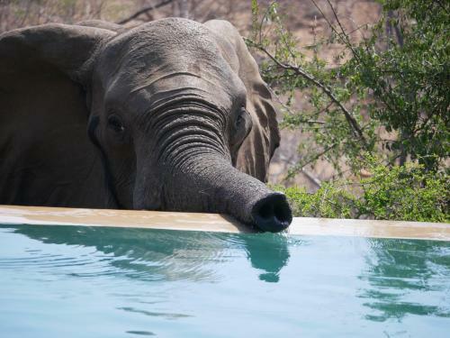 Mbizi Bush Lodge