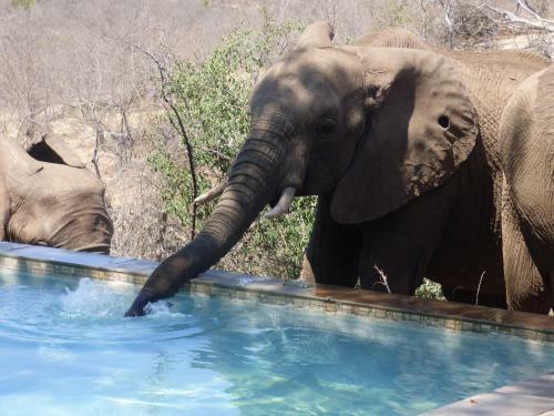 Mbizi Bush Lodge