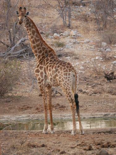 Mbizi Bush Lodge