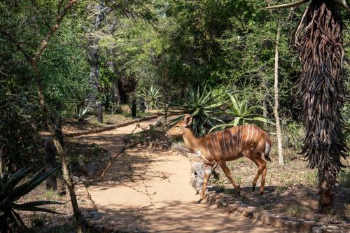 Lodge Jabulani Safari