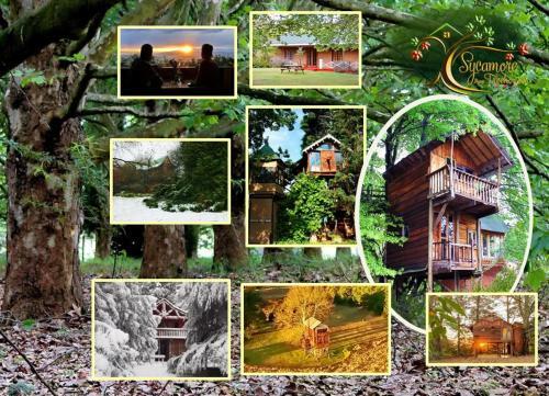 Lodge Sycamore Avenue Treehouses & Cottages Accommodation