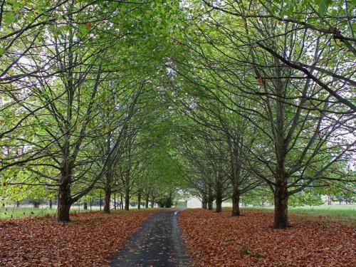 Lodge Sycamore Avenue Treehouses & Cottages Accommodation