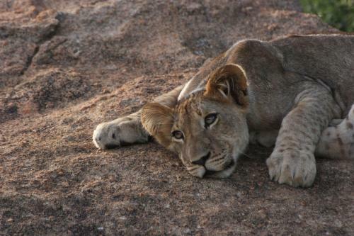 Karongwe River Lodge