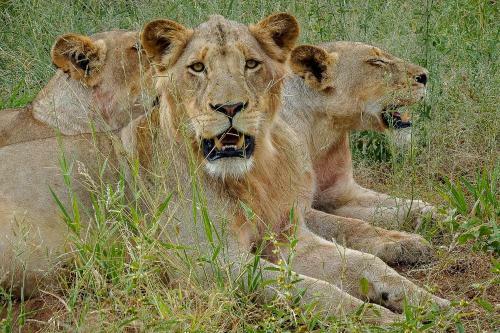 Lodge Ndzuti Safari Camp