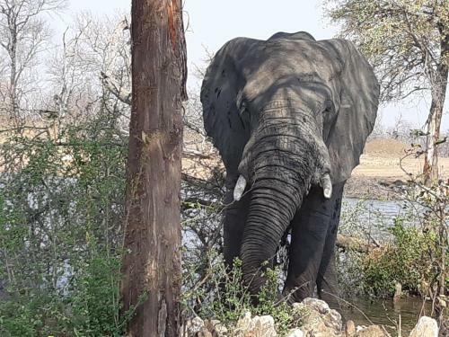 Lodge Ndzuti Safari Camp