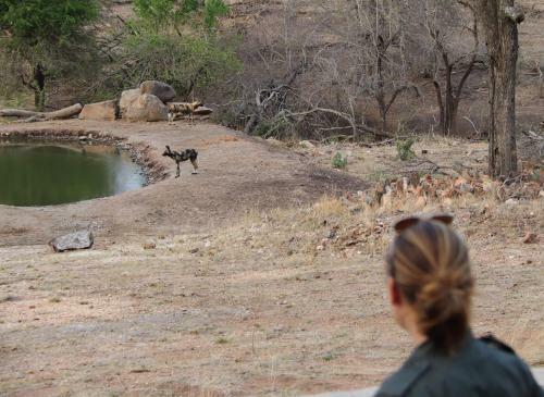Lodge Ndzuti Safari Camp