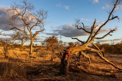 Lodge Ndzuti Safari Camp