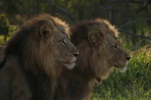 Lodge Ndzuti Safari Camp