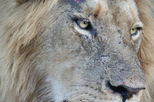 Lodge Ndzuti Safari Camp