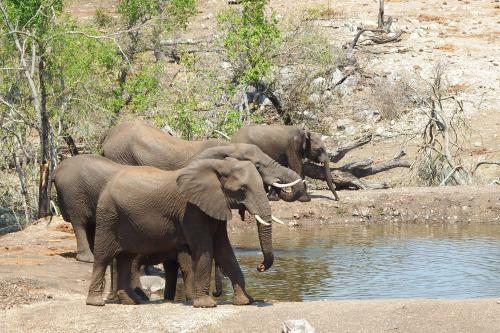 Lodge Ndzuti Safari Camp