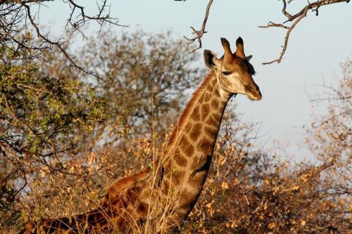 Lodge Ndzuti Safari Camp