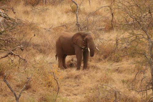 Lodge Ndzuti Safari Camp