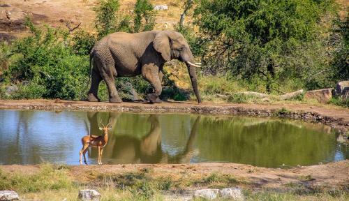 Lodge Ndzuti Safari Camp