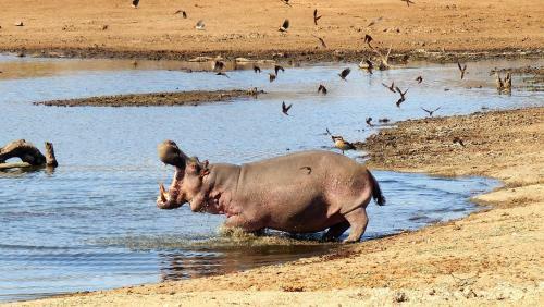 Lodge Ndzuti Safari Camp