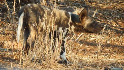 Lodge Ndzuti Safari Camp