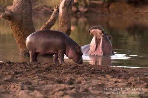 Ezulwini Game Lodges