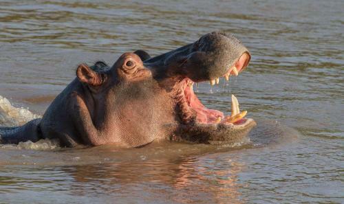 Lodge Ximongwe River Camp - Hippo Cottage
