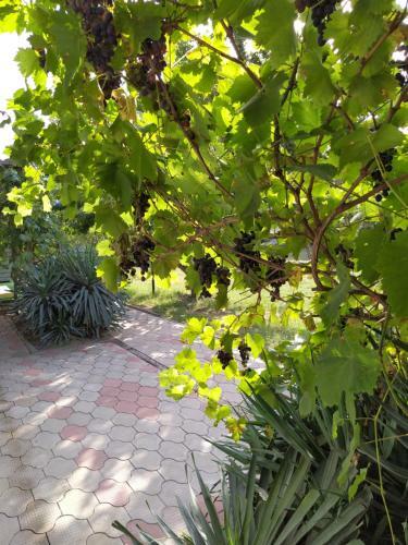 Hostal Tikhaya Gavan Guest House
