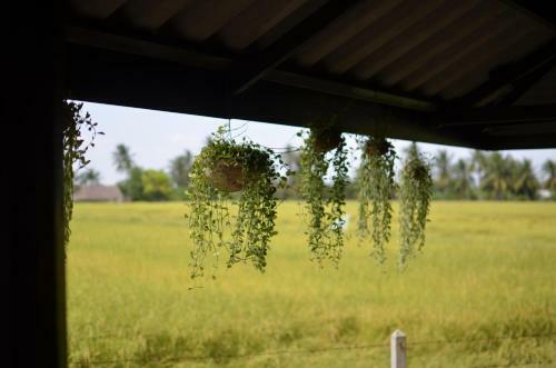 Agroturismo Sub Nai Din Coconut Farmstay