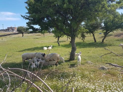 Agroturismo Alterna K�y Evi