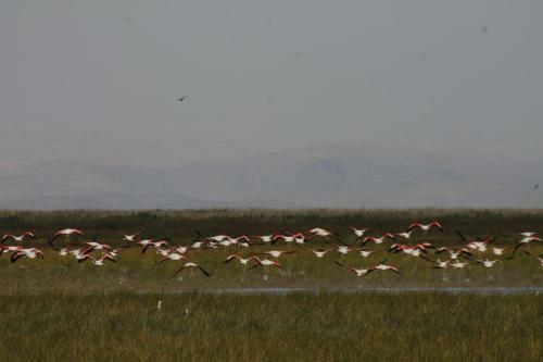 Hostal Sultan Pansion Bird Paradise
