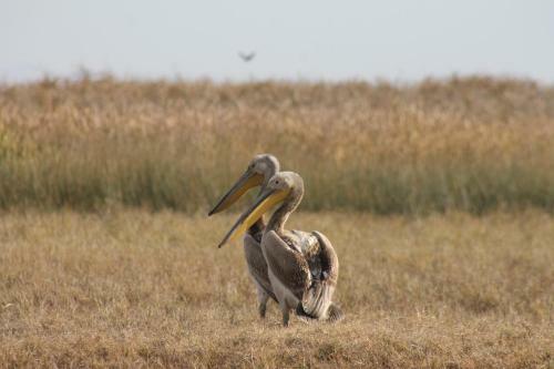 Hostal Sultan Pansion Bird Paradise