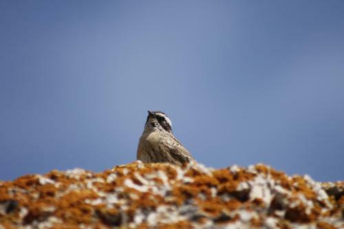 Hostal Sultan Pansion Bird Paradise