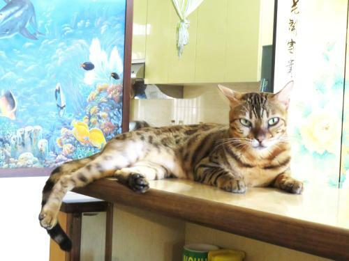 Tou Cheng Whale Watching Homestay