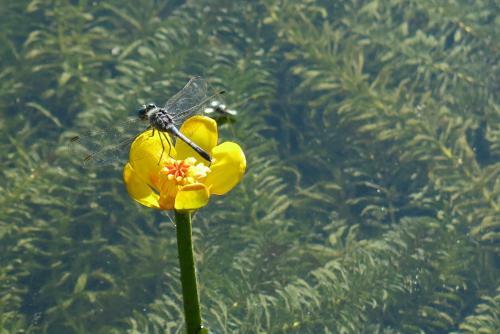 Amrita Green Retreat