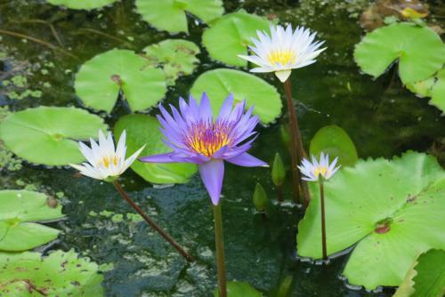 Amrita Green Retreat