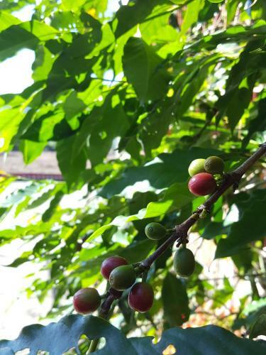 Ethnic Language Coffee B&B