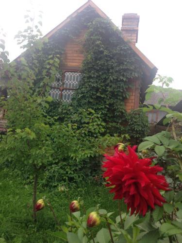 Lodge Alfa Romantyka