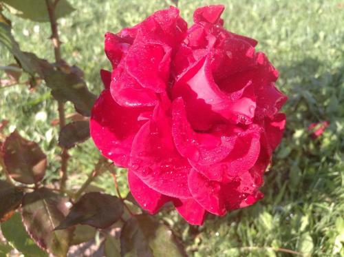 Agroturismo Villa Rose