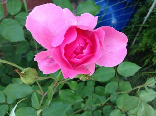 Agroturismo Villa Rose