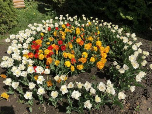 Bed & Breakfast Petrovskyi Brovar