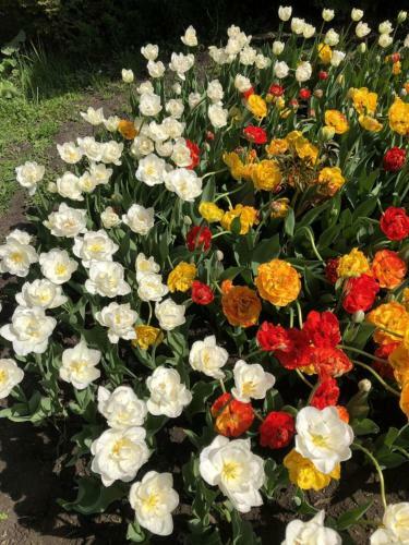 Bed & Breakfast Petrovskyi Brovar