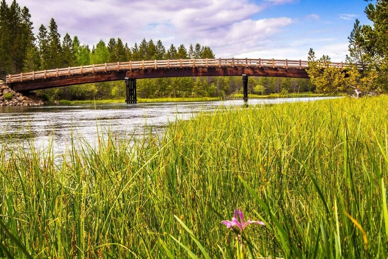Red Cedar 49