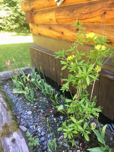 Andersen's Evergreen Cabin