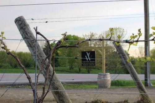 Lodge Vineyard Woods