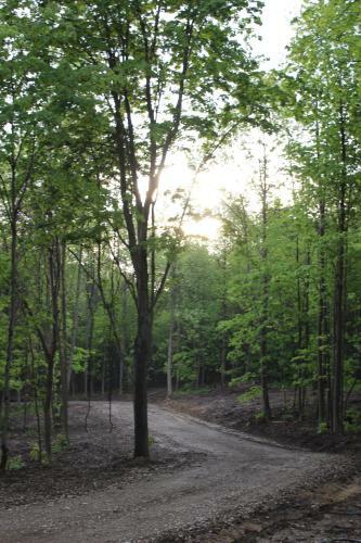 Lodge Vineyard Woods
