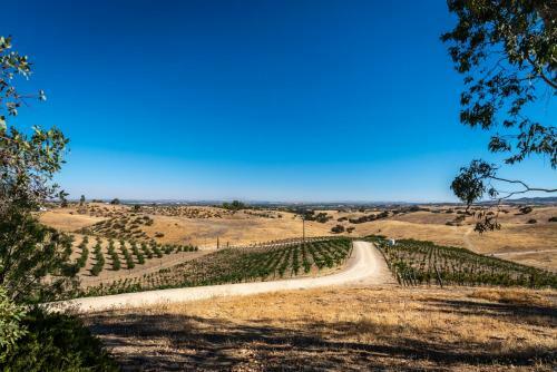 Petrae Vineyard