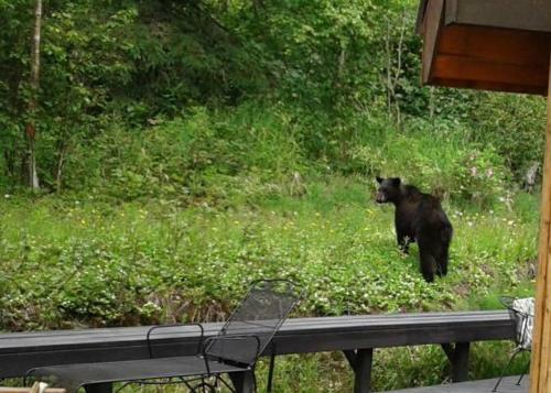Alaska Chalet Bed & Breakfast