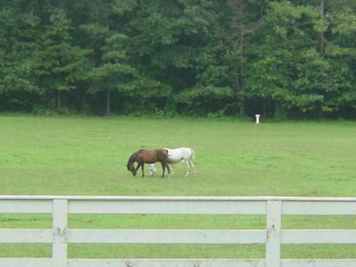 Bed & Breakfast Fair Havens Plantation