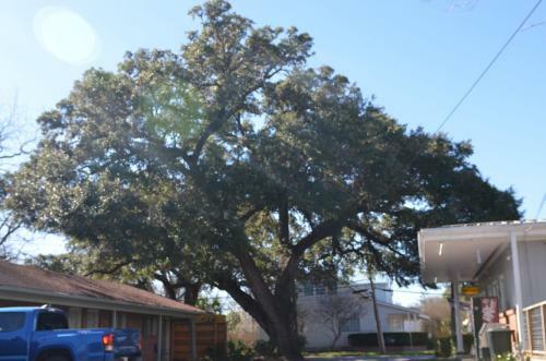The Oak Motel